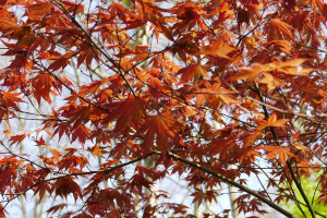 Acer palmatum Oshio Beni             